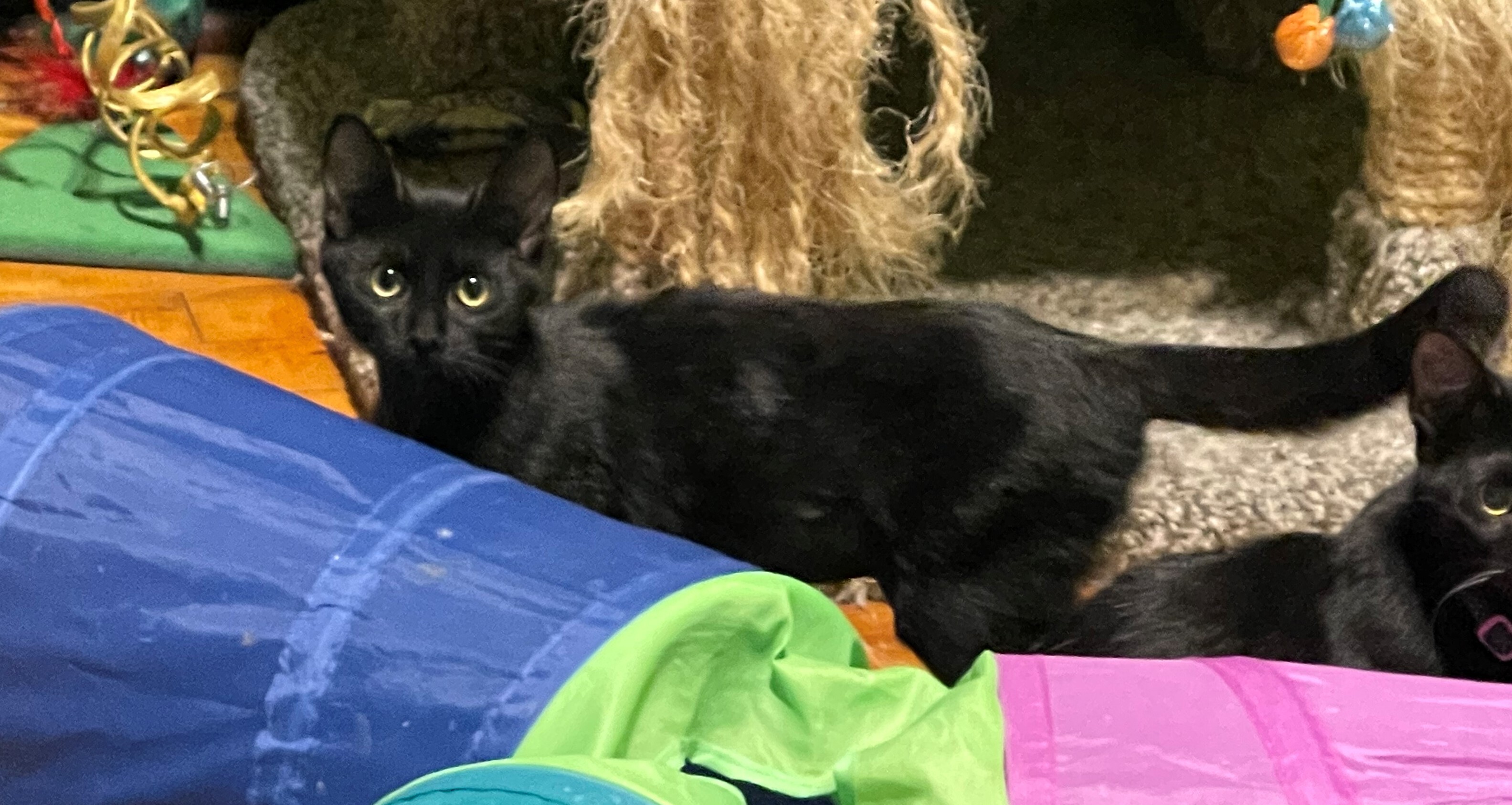 Julia, a Adoptable Domestic Short Hair in Whiting, IN image 2/10