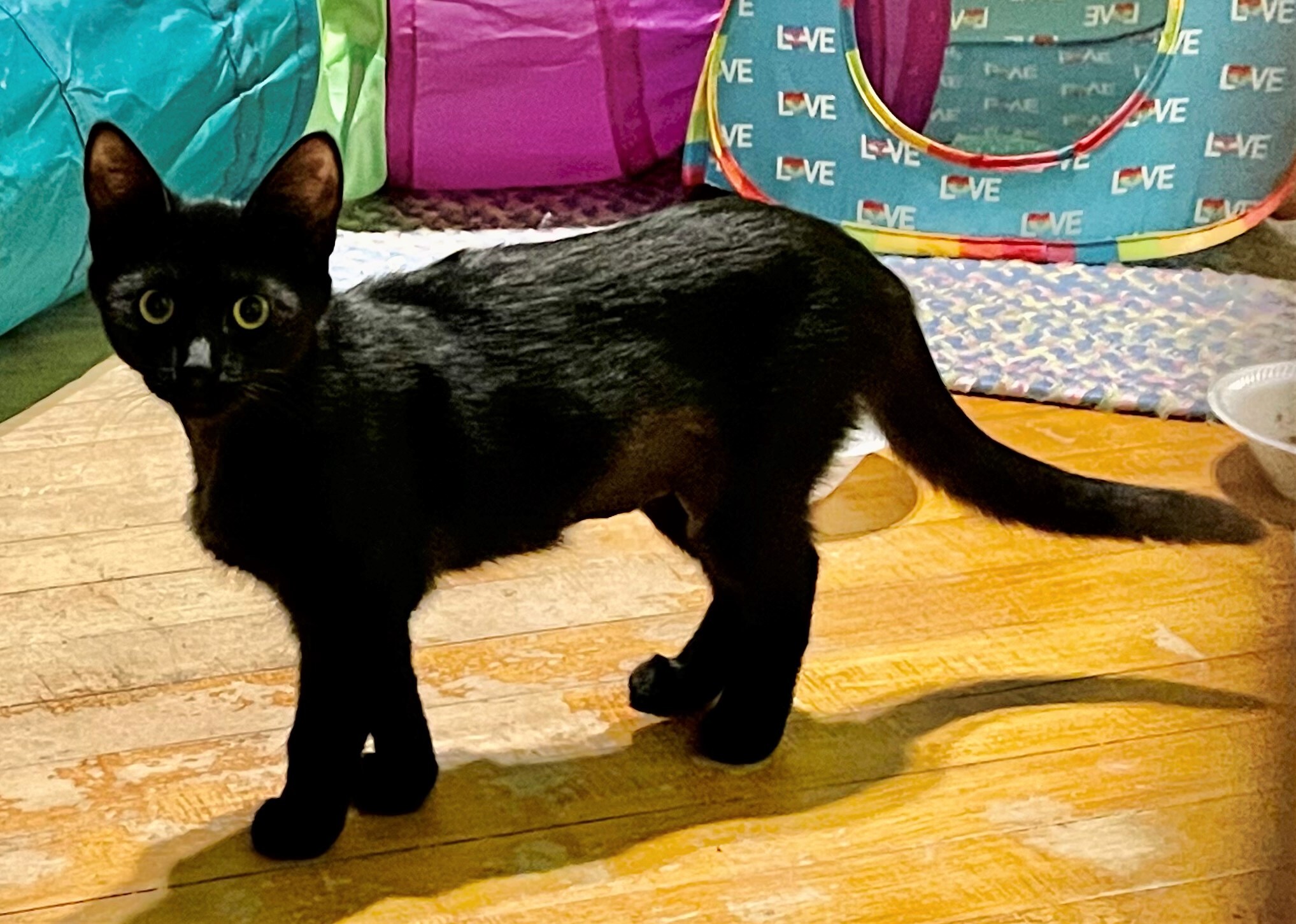 Julia, a Adoptable Domestic Short Hair in Whiting, IN image 3/10