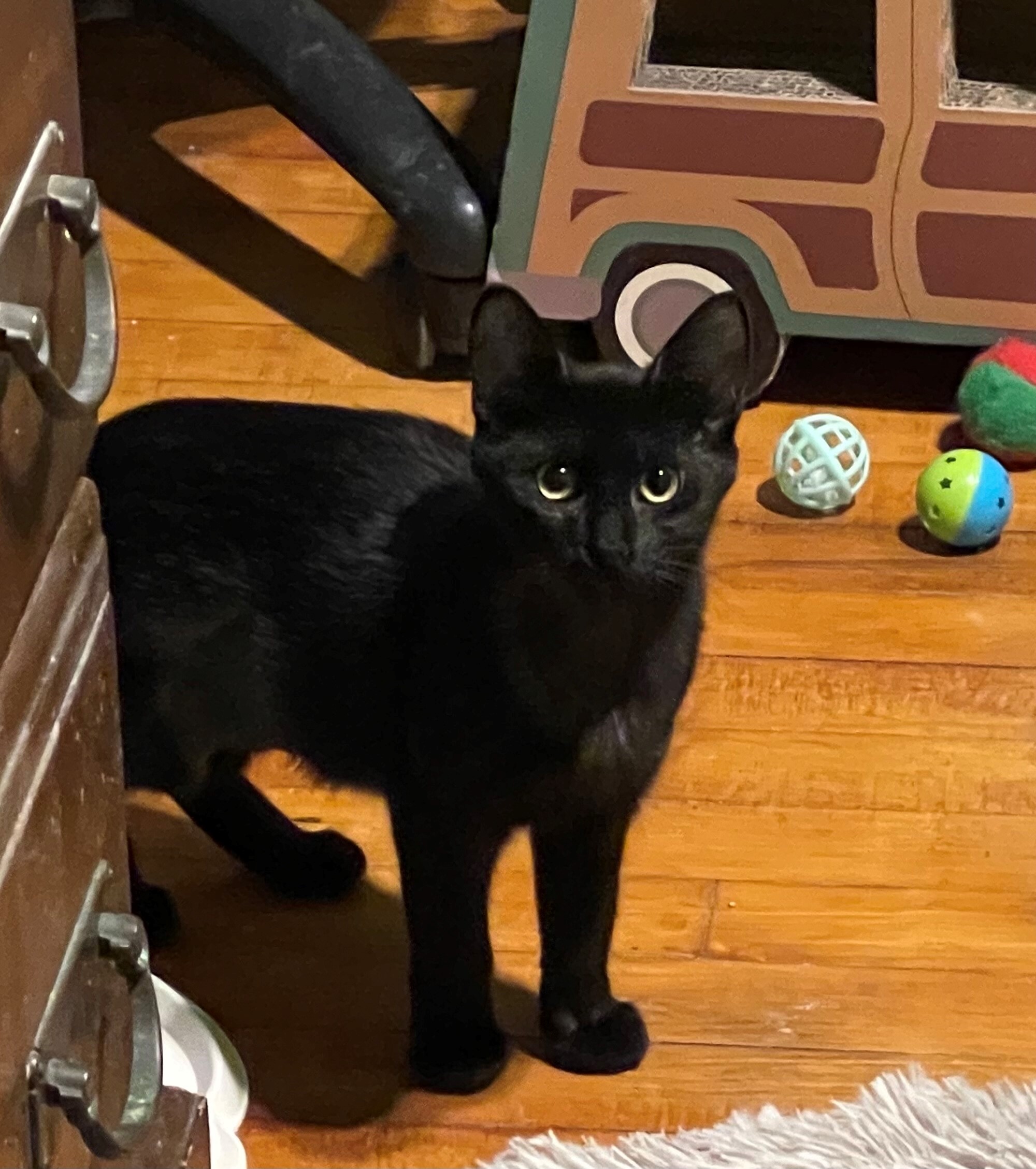 Julia, a Adoptable Domestic Short Hair in Whiting, IN image 4/10