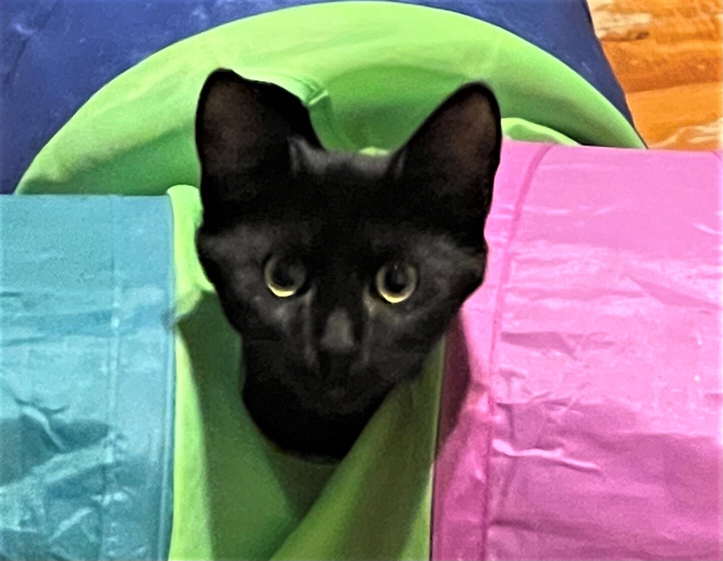 Julia, a Adoptable Domestic Short Hair in Whiting, IN image 5/10