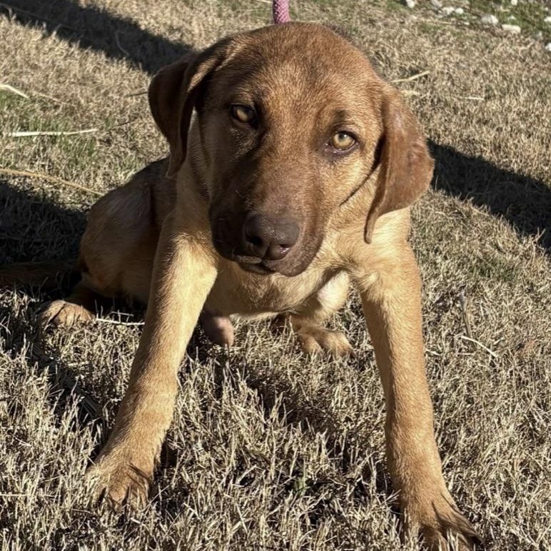 Enlarge Parker, a ADOPTABLE mixed breed in Cedarburg, WI image 1/5