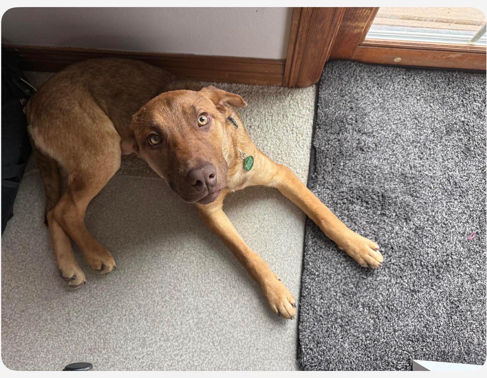 Enlarge Parker, a ADOPTABLE mixed breed in Cedarburg, WI image 5/5