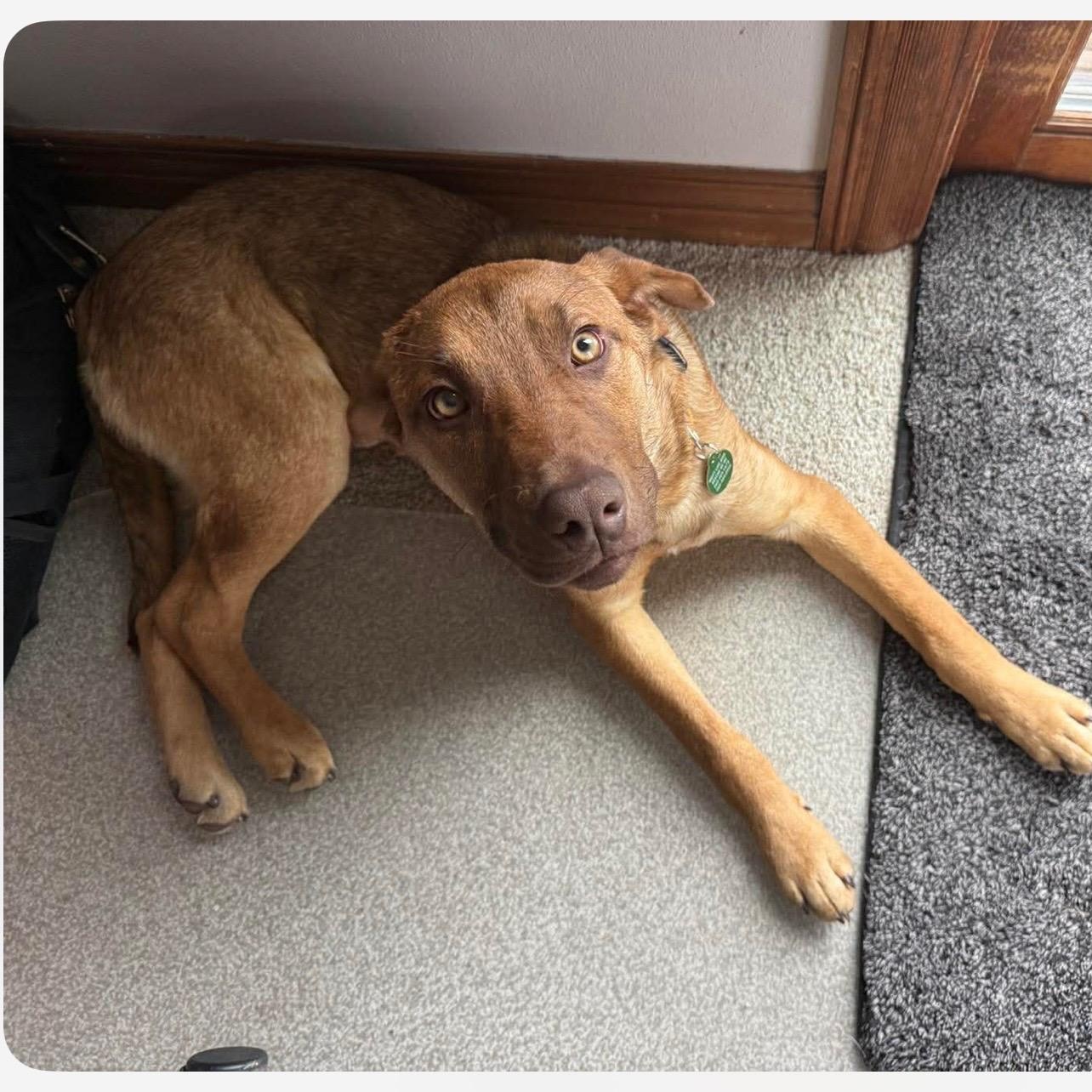 Parker, an adopted mixed breed in Cedarburg, WI image 4/5