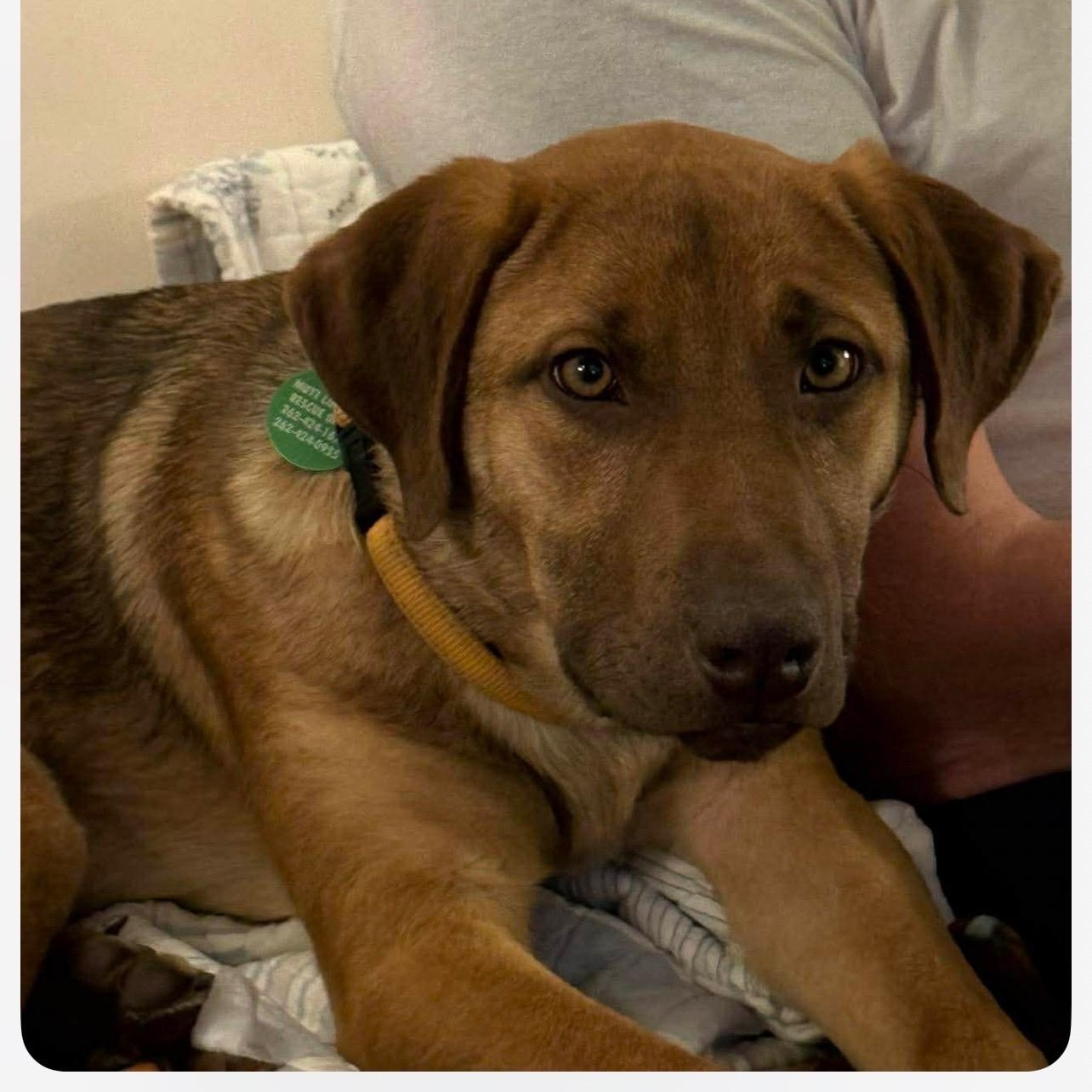 Parker, an adopted mixed breed in Cedarburg, WI image 2/5