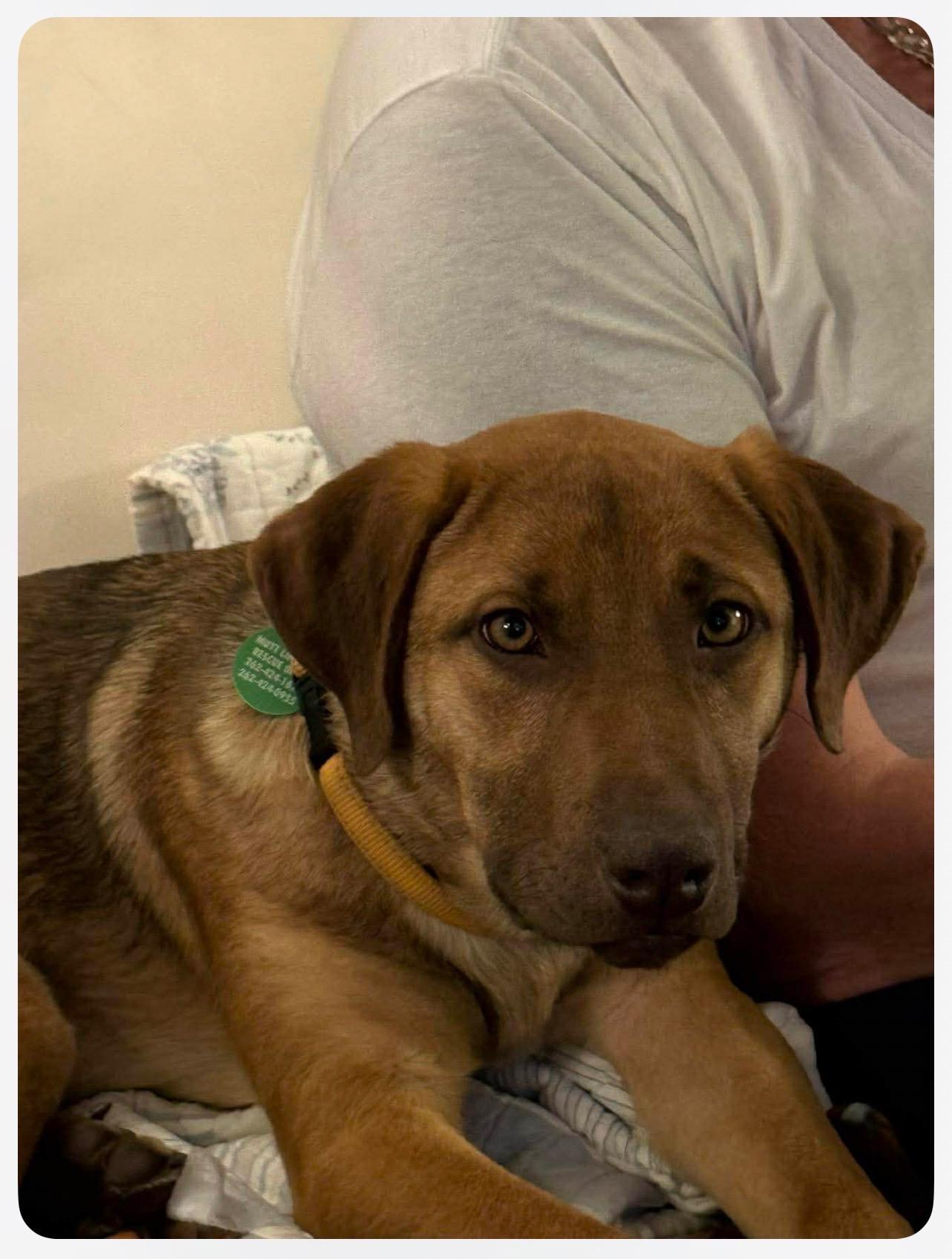 Enlarge Parker, a ADOPTABLE mixed breed in Cedarburg, WI image 4/5