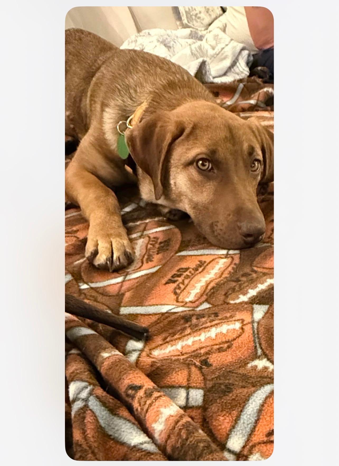 Enlarge Parker, a ADOPTABLE mixed breed in Cedarburg, WI image 3/5