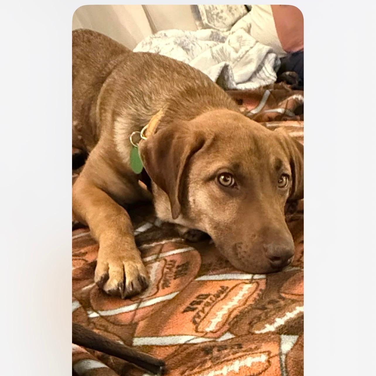 Parker, an adopted mixed breed in Cedarburg, WI image 3/5