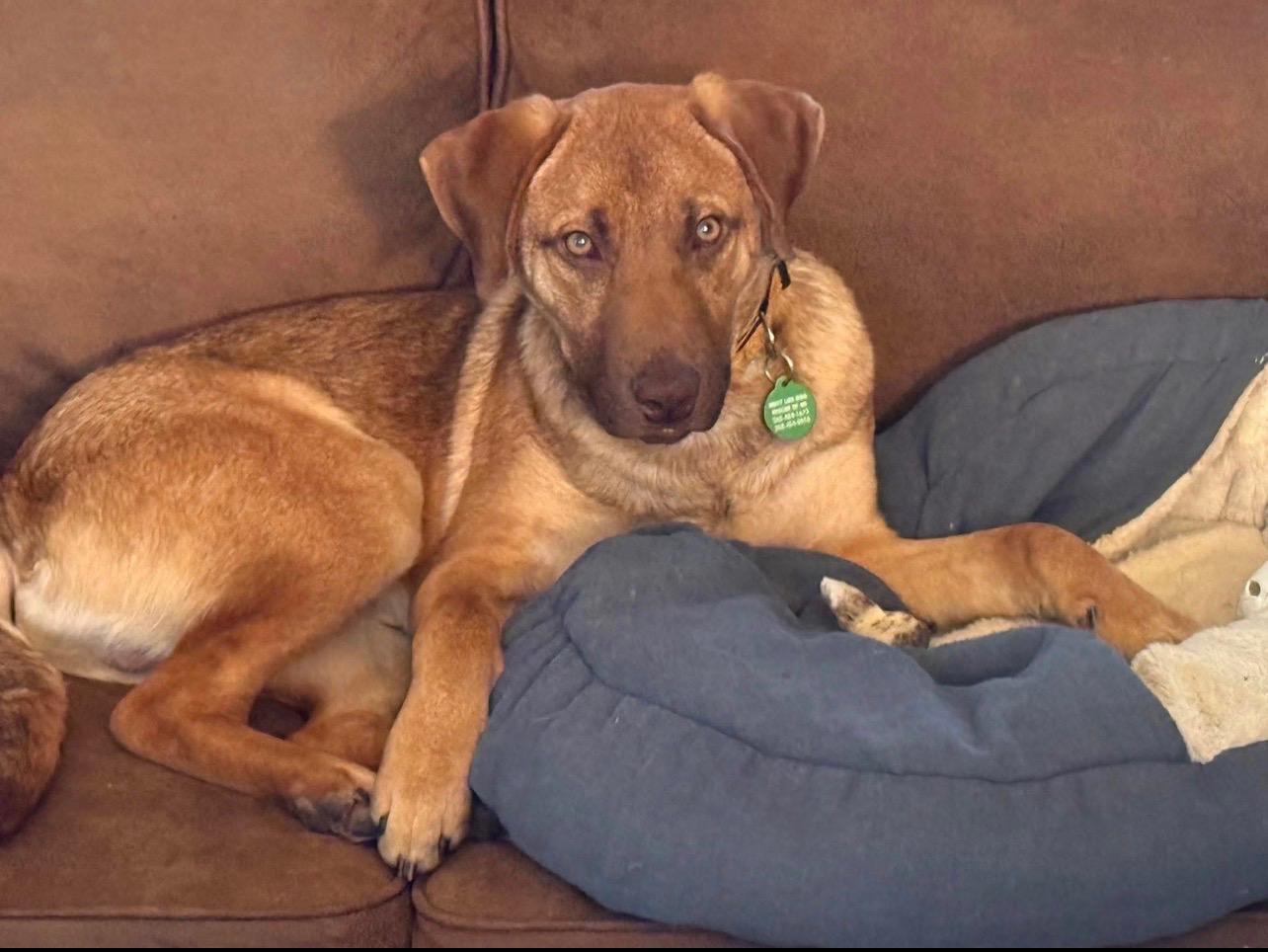 Parker, an adopted mixed breed in Cedarburg, WI image 1/5