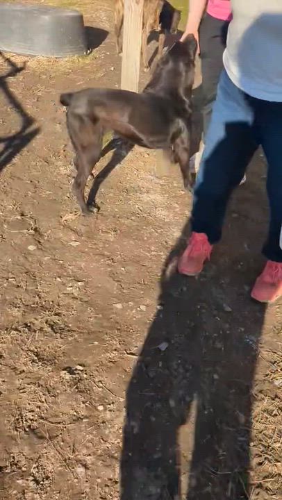 Enlarge Parker, a ADOPTABLE mixed breed in Cedarburg, WI video 2/5