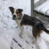 Enlarge Jackson, a Adoptable Australian Cattle Dog / Blue Heeler in Ada, MN image 1/5