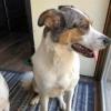 Enlarge Jackson, a Adoptable Australian Cattle Dog / Blue Heeler in Ada, MN image 2/5