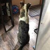 Jackson, Adoptable, Senior Male Australian Cattle Dog / Blue Heeler.
