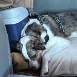 Enlarge Jackson, a Adoptable Australian Cattle Dog / Blue Heeler in Ada, MN image 2/5