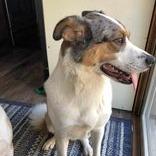 Enlarge Jackson, a Adoptable Australian Cattle Dog / Blue Heeler in Ada, MN image 3/5