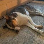 Enlarge Jackson, a Adoptable Australian Cattle Dog / Blue Heeler in Ada, MN image 4/5