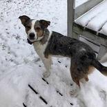 Enlarge Jackson, a Adoptable Australian Cattle Dog / Blue Heeler in Ada, MN image 5/5
