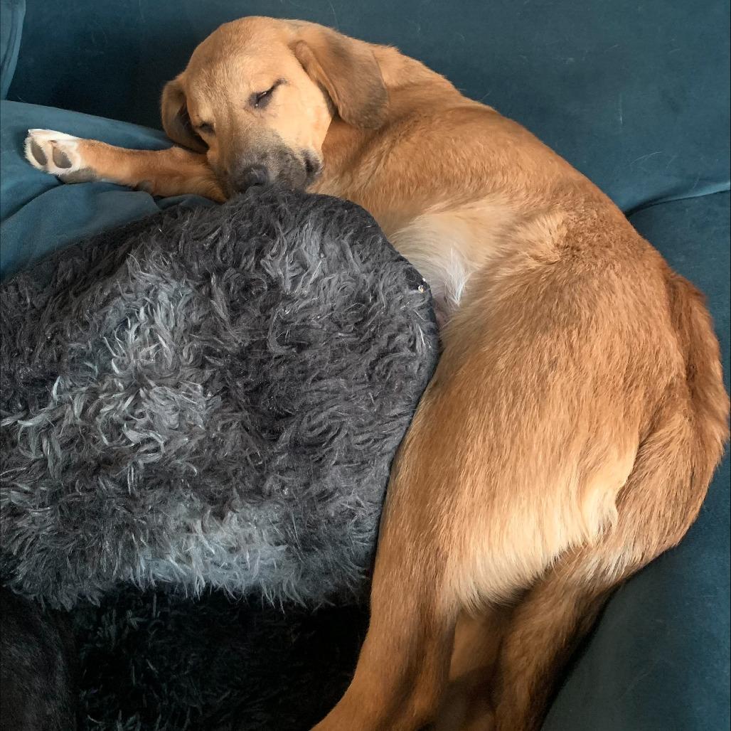 Denali, Adoptable, Puppy Male Anatolian Shepherd.