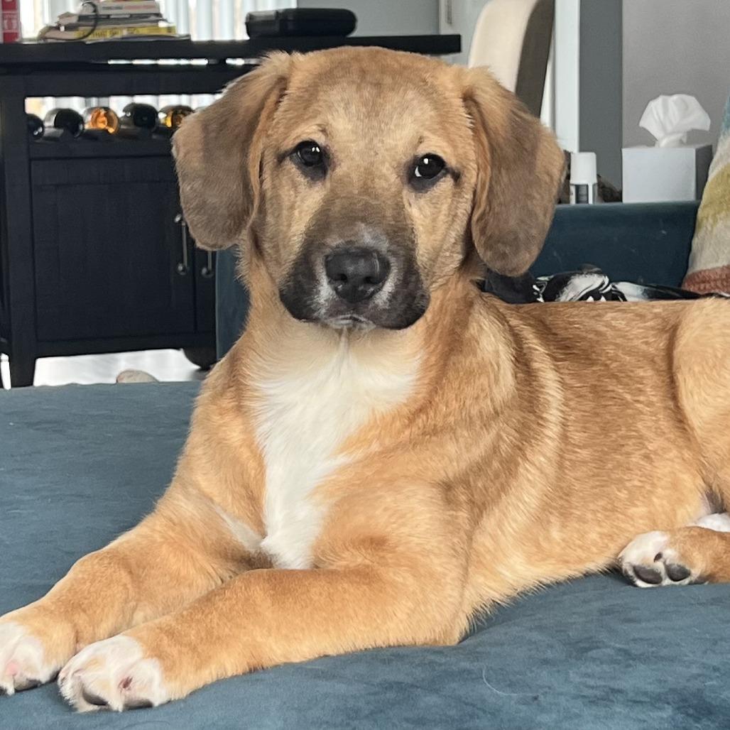 Denali, a Adoptable mixed breed in Cincinnati, OH image 3/6