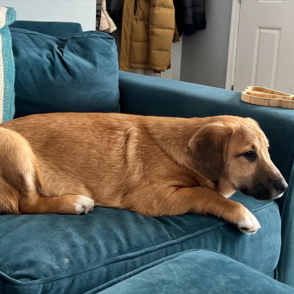 Denali, a Adoptable mixed breed in Cincinnati, OH image 4/6