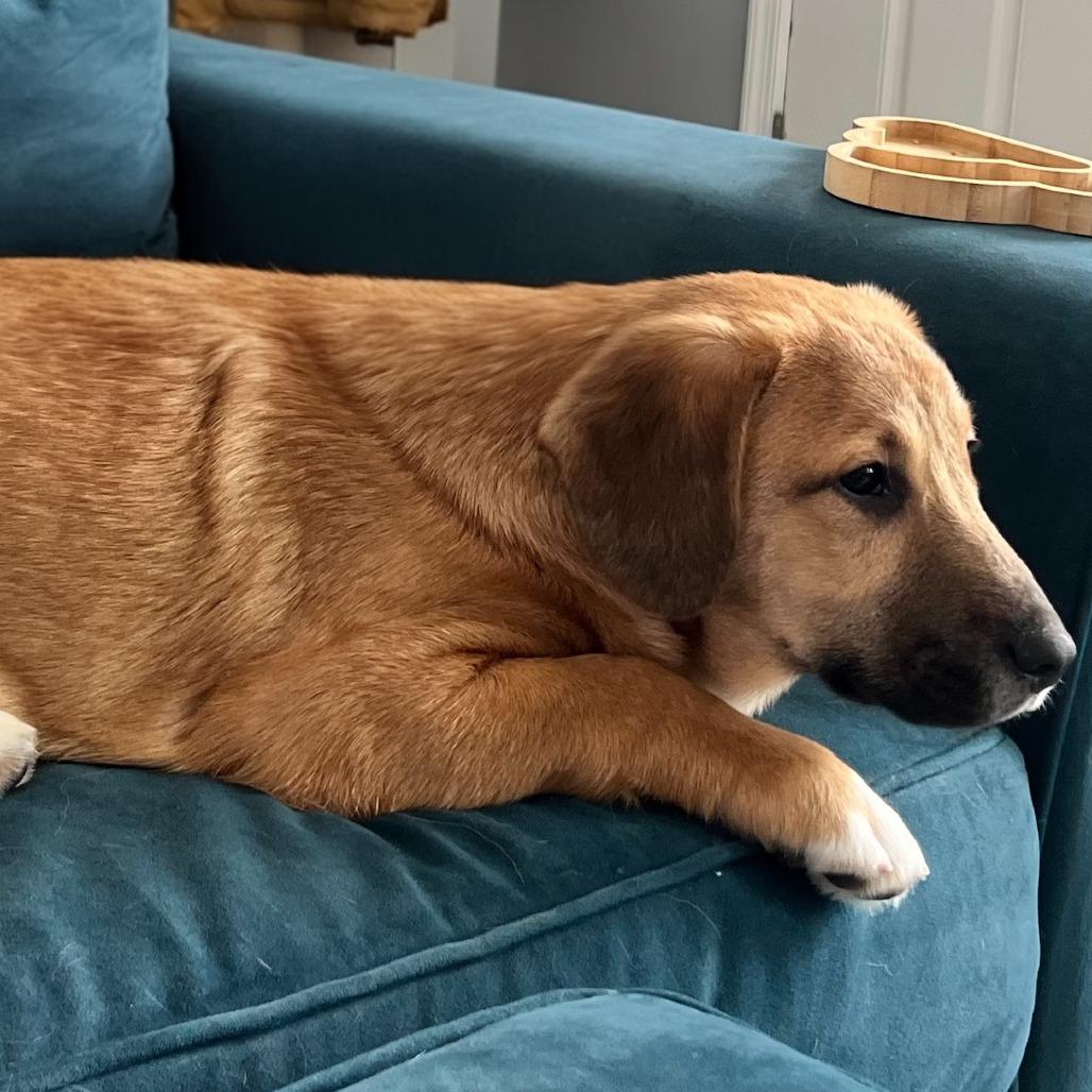 Denali, a Adoptable mixed breed in Cincinnati, OH image 5/6