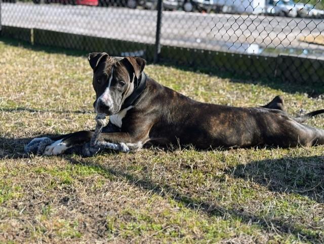 BRUNO, an adopted mixed breed in Lynn Haven, FL image 3/5