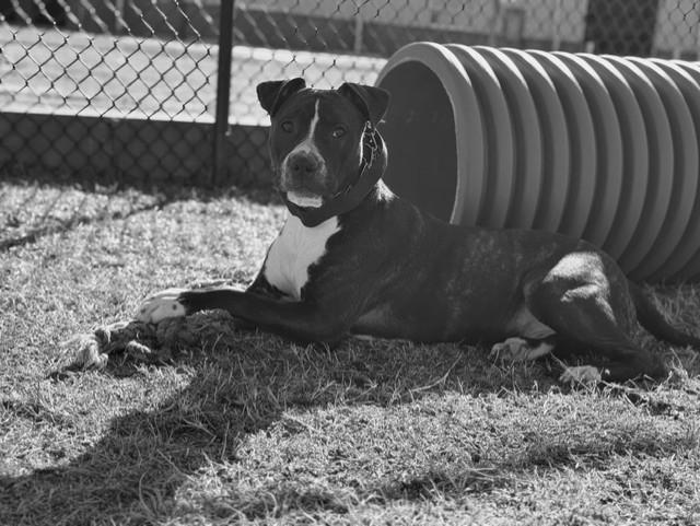 BRUNO, an adopted mixed breed in Lynn Haven, FL image 1/5