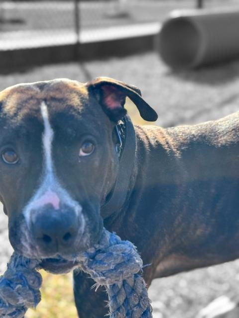BRUNO, an adopted mixed breed in Lynn Haven, FL image 2/5