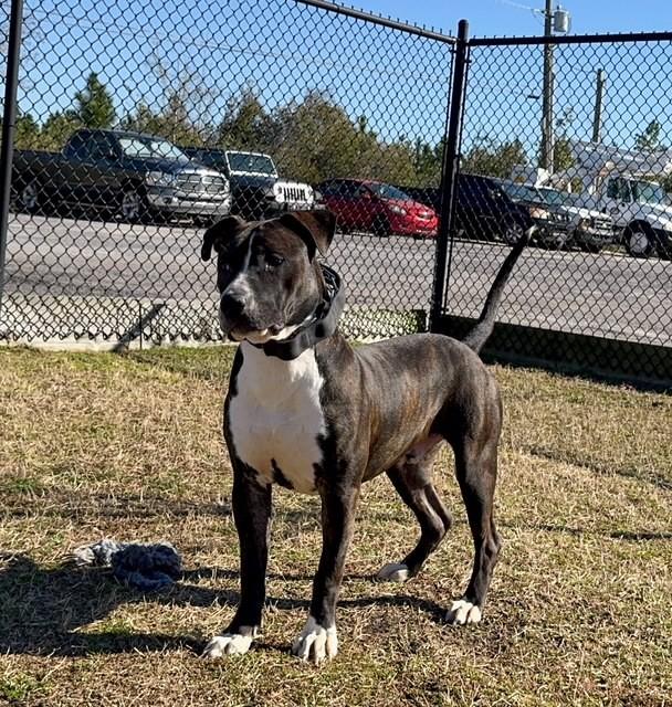 BRUNO, an adopted mixed breed in Lynn Haven, FL image 4/5