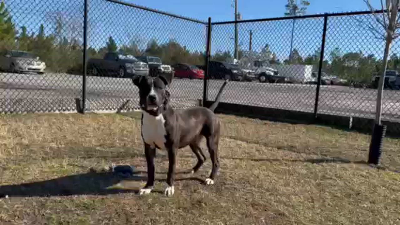 Enlarge BRUNO, an adopted mixed breed in Lynn Haven, FL video 5/5