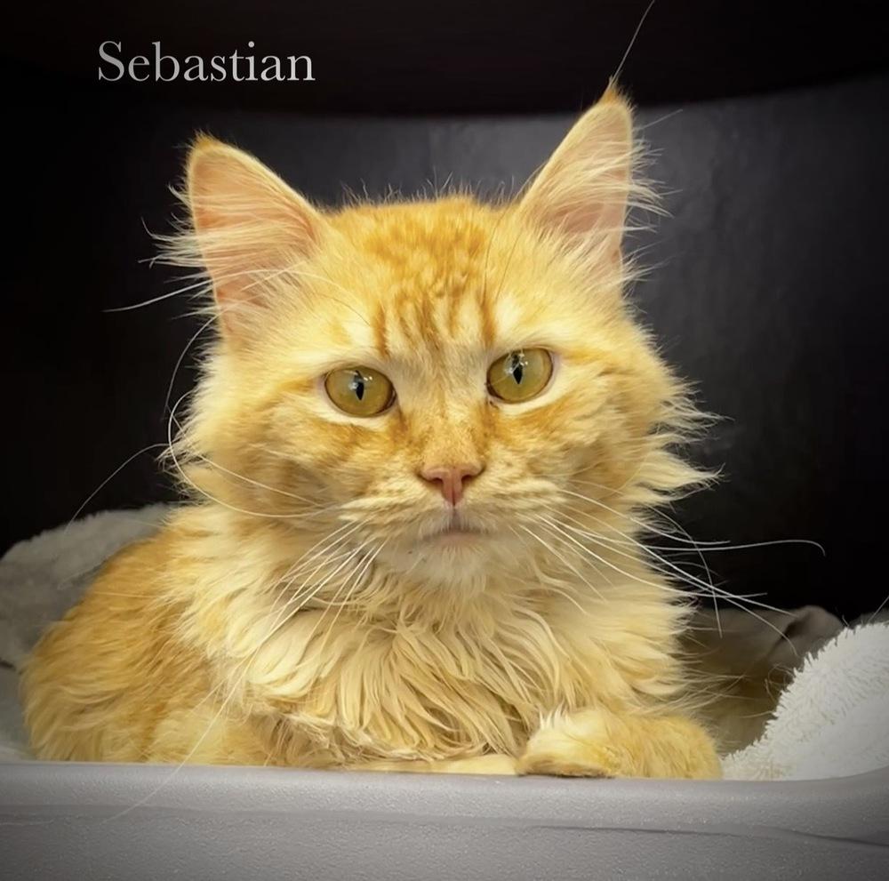 Sebastian, a Adoptable Domestic Medium Hair in Chalfont, PA image 1/6