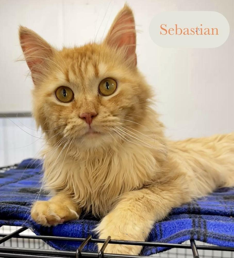 Sebastian, a Adoptable Domestic Medium Hair in Chalfont, PA image 2/6
