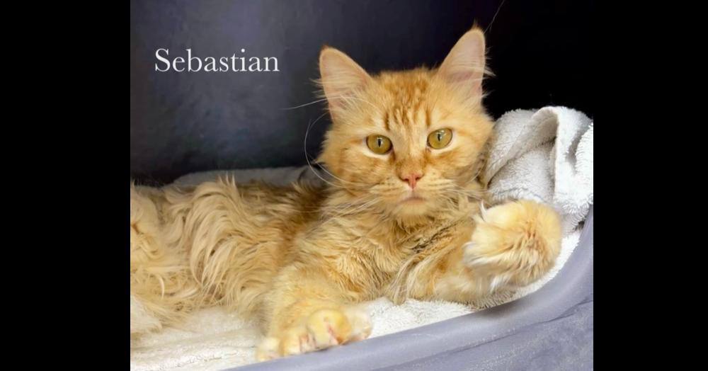 Sebastian, a Adoptable Domestic Medium Hair in Chalfont, PA image 3/6