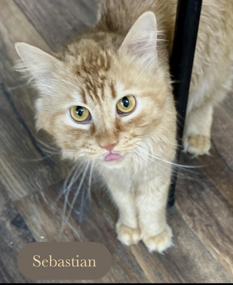 Sebastian, a Adoptable Domestic Medium Hair in Chalfont, PA image 4/6