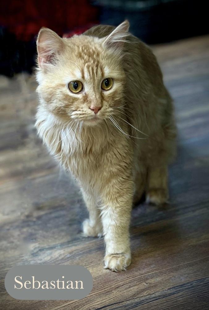 Sebastian, a Adoptable Domestic Medium Hair in Chalfont, PA image 5/6