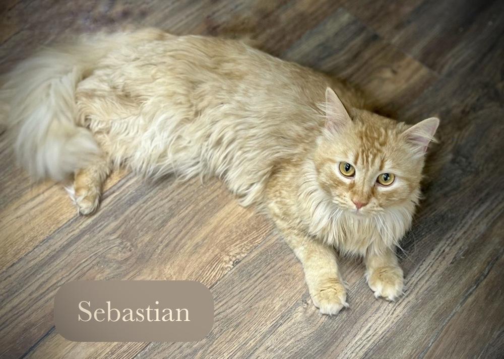 Sebastian, a Adoptable Domestic Medium Hair in Chalfont, PA image 6/6