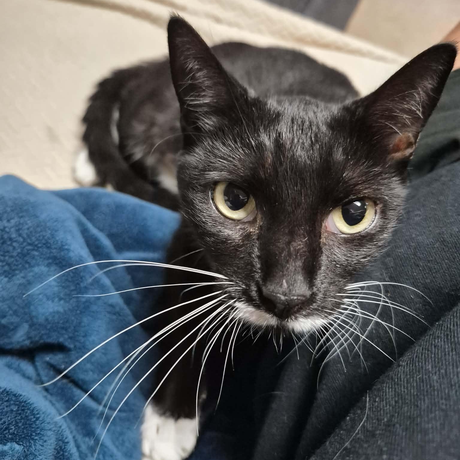 Enlarge Aster, a Adoptable Tuxedo in New Bedford, MA image 4/5