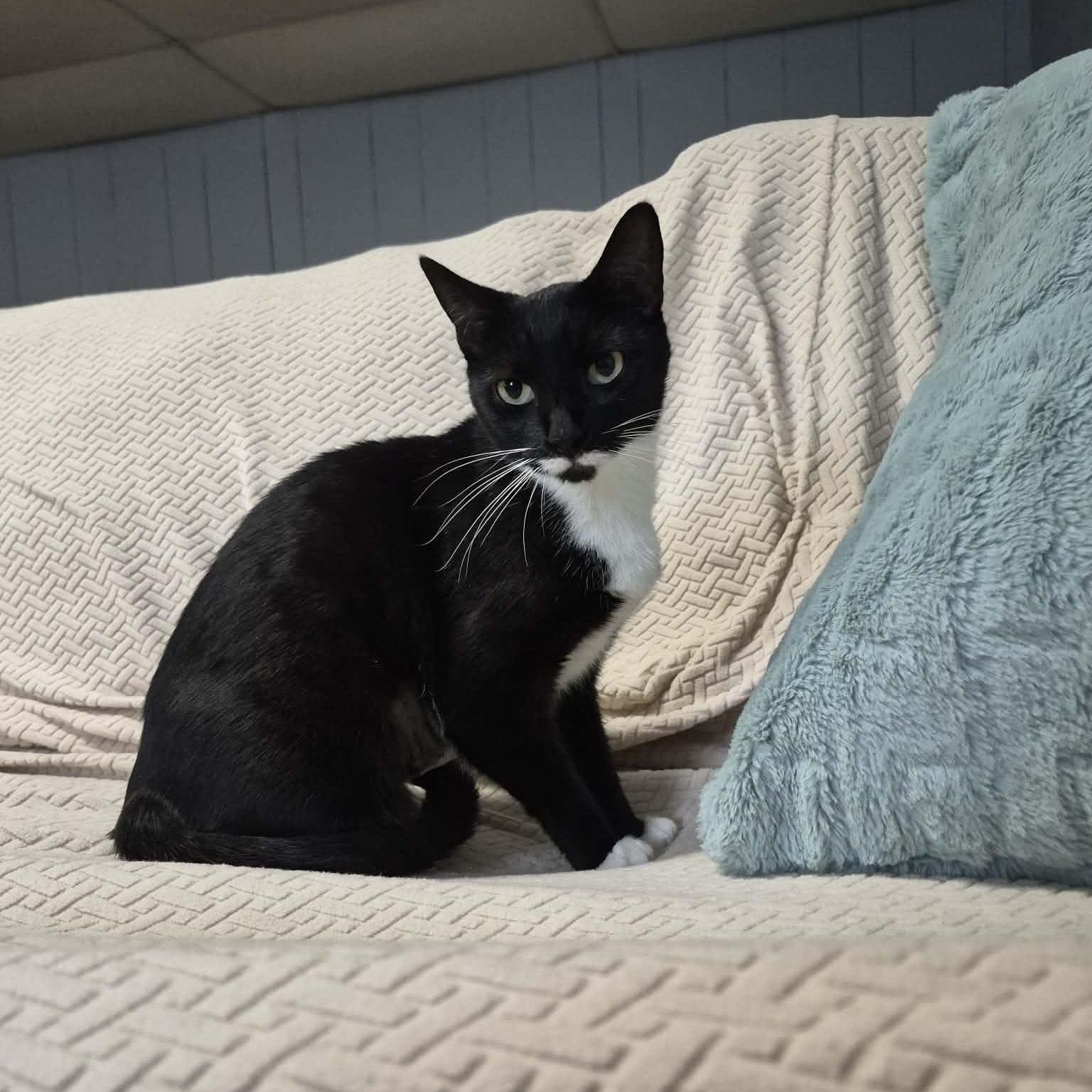 Enlarge Aster, a Adoptable Tuxedo in New Bedford, MA image 2/5