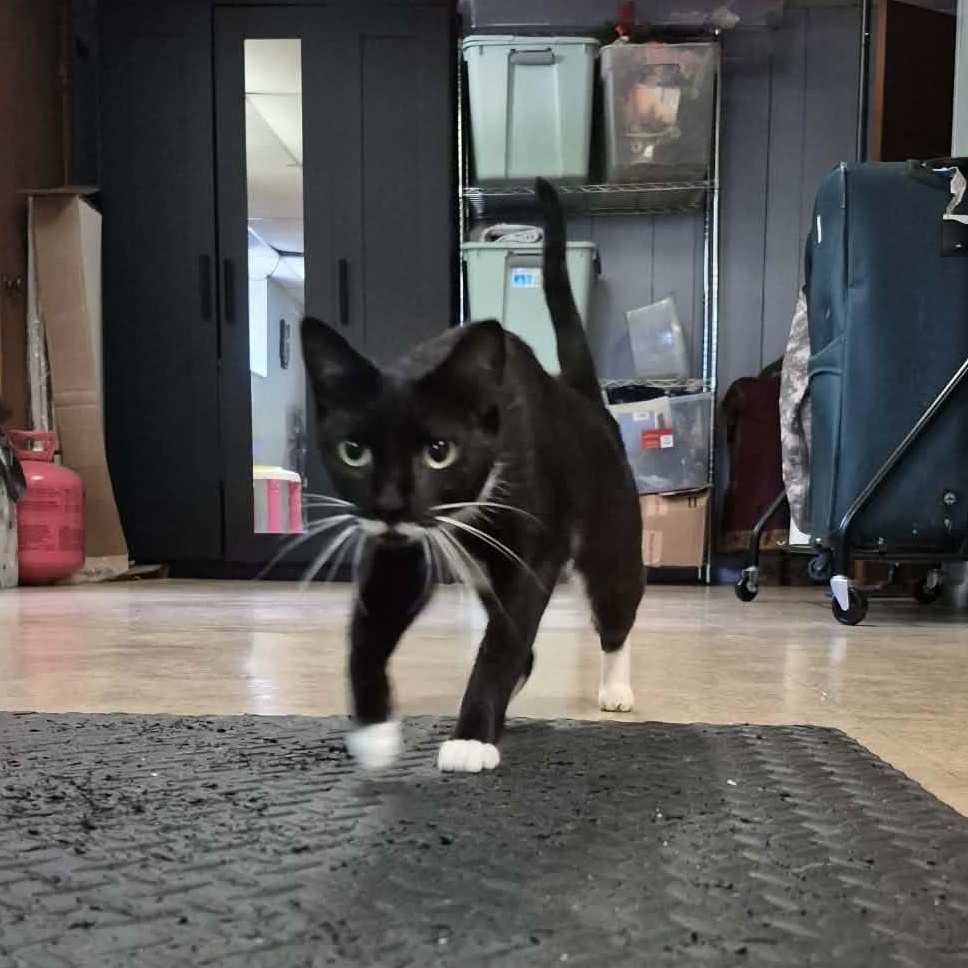 Enlarge Aster, a Adoptable Tuxedo in New Bedford, MA image 5/5