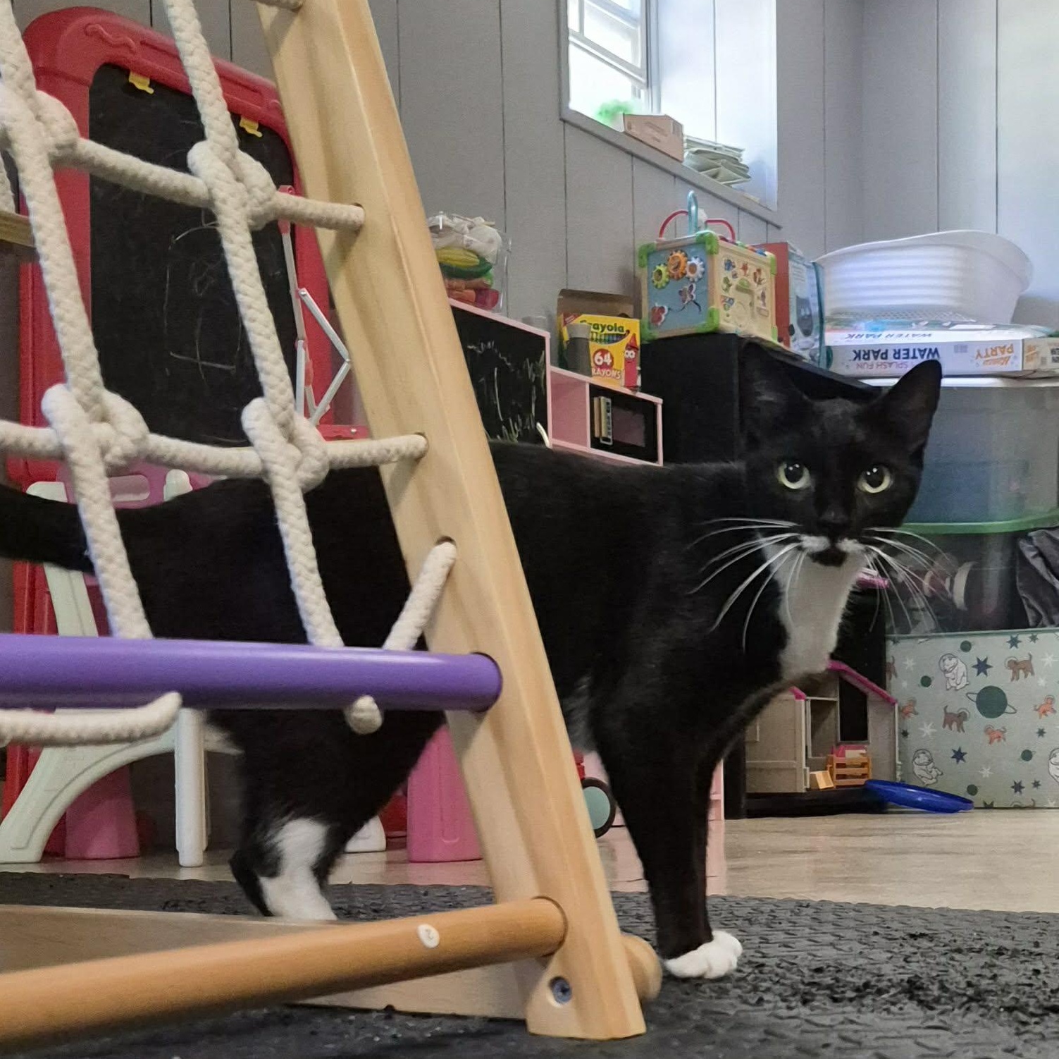 Enlarge Aster, a Adoptable Tuxedo in New Bedford, MA image 3/5