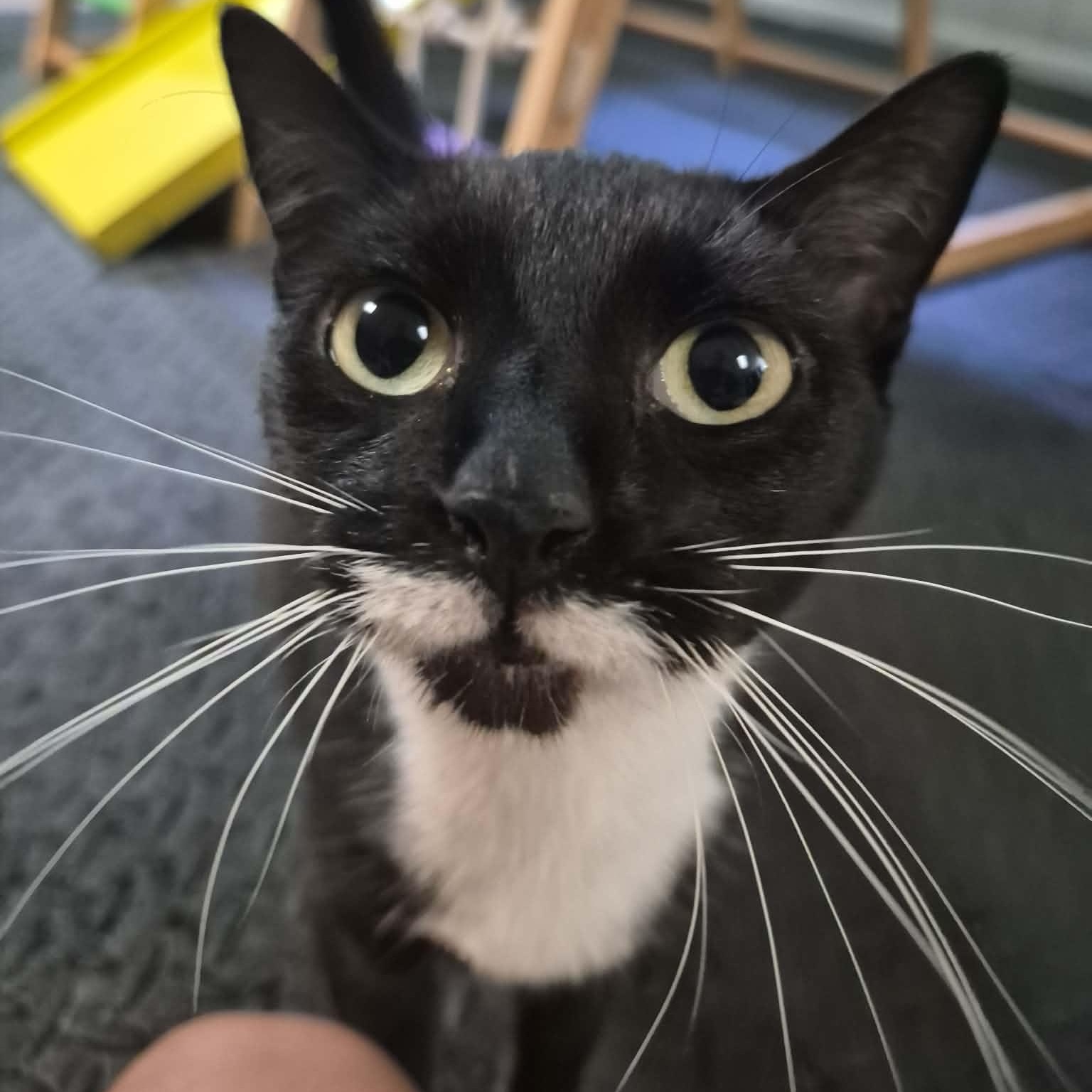 Enlarge Aster, a Adoptable Tuxedo in New Bedford, MA image 1/5