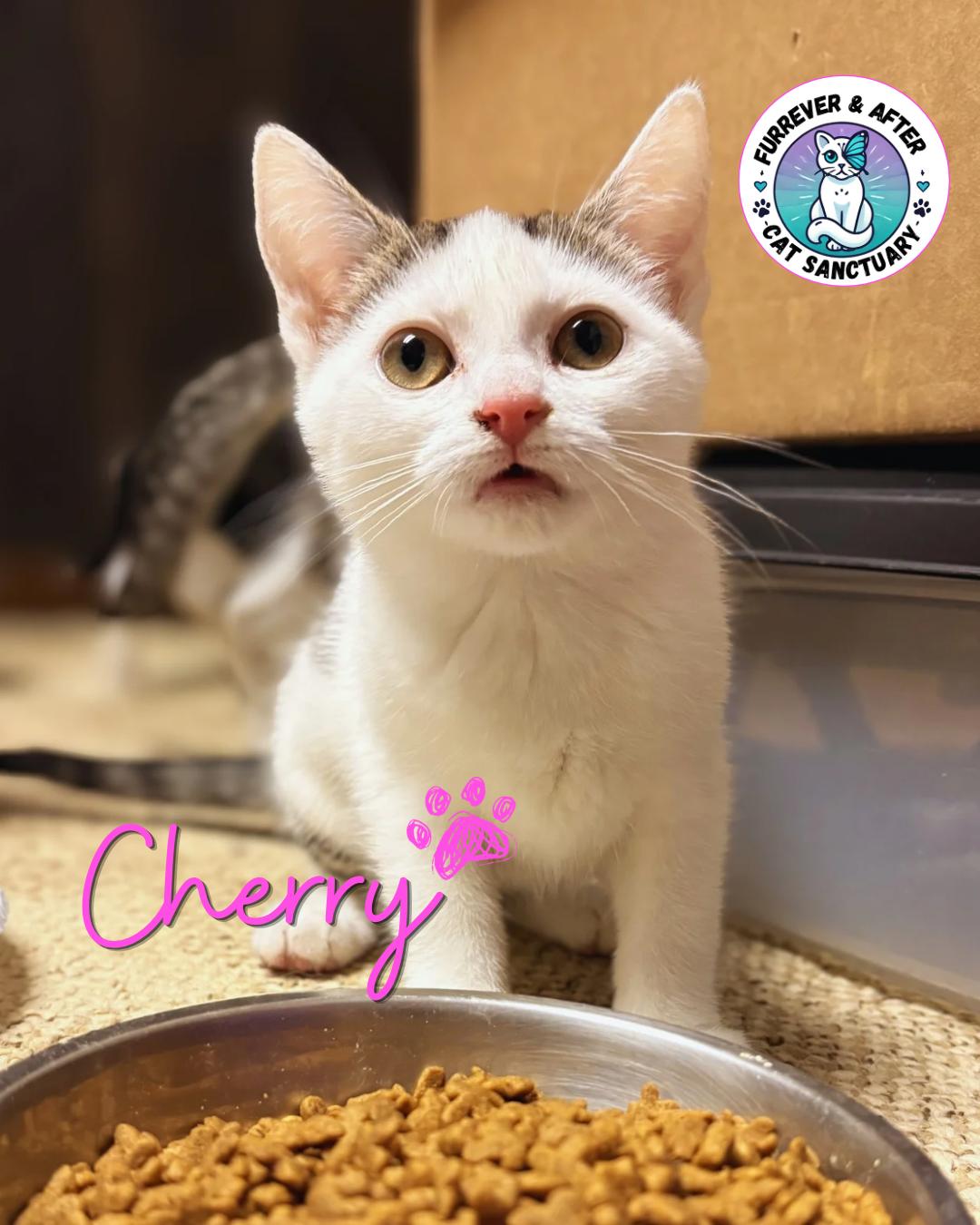 Enlarge Cherry, a ADOPTABLE Domestic Short Hair in Austintown, OH image 1/1