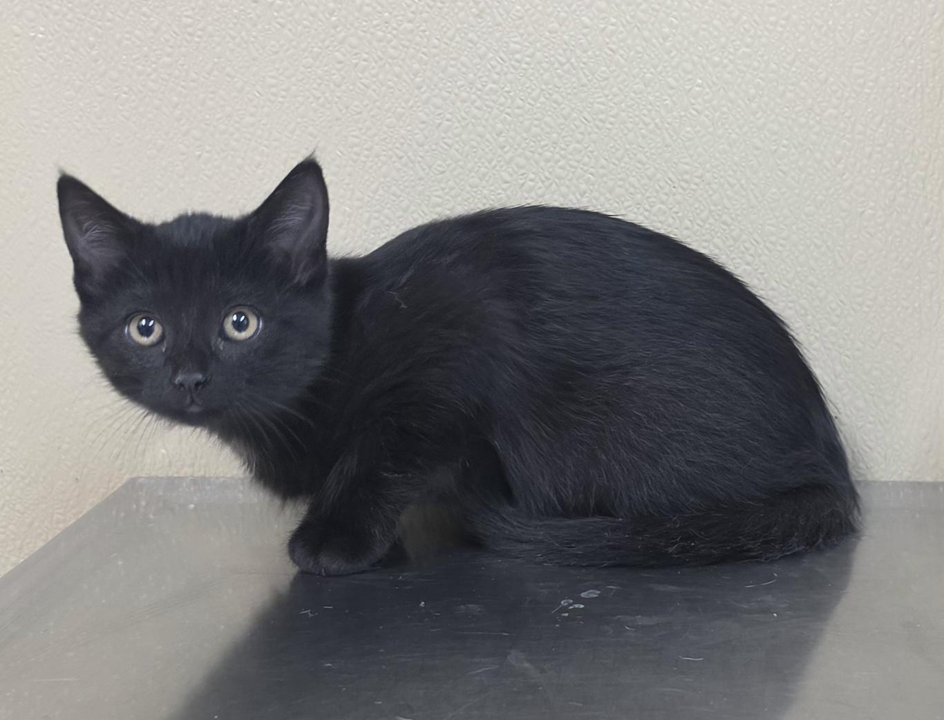 Reba, Adopted, Kitten Female Domestic Short Hair.
