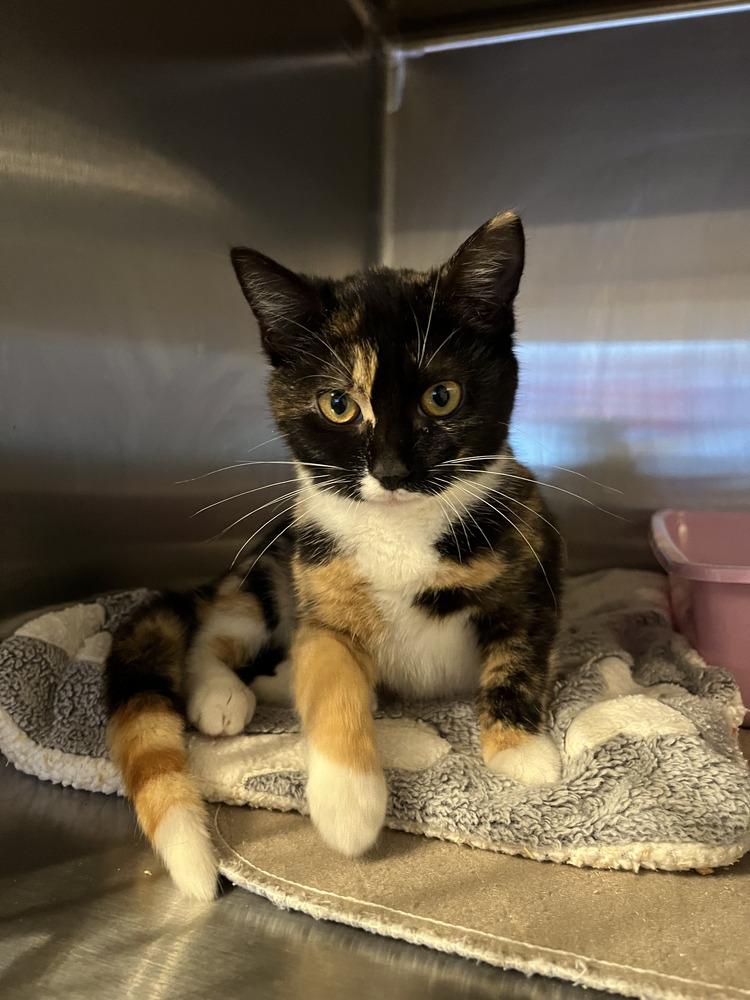 Ophelia, Adoptable, Kitten Female Domestic Short Hair & Calico.