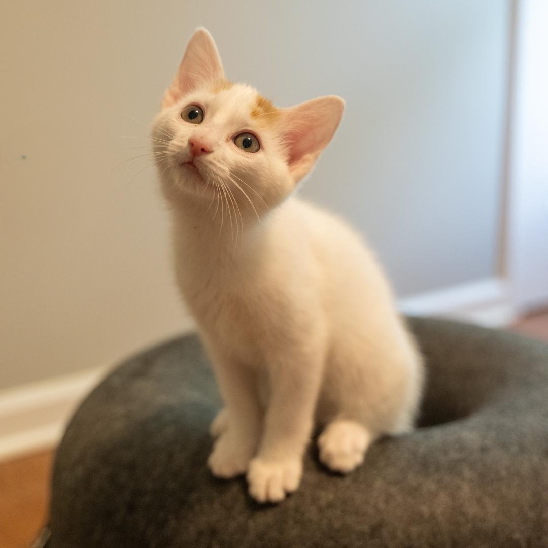 Phil Confident Lover-Boy, a ADOPTABLE mixed breed in Bethel, CT image 2/5