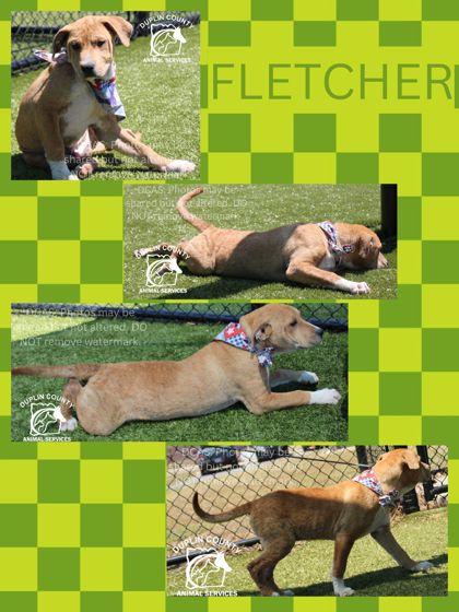 Enlarge FLETCHER, a Adoptable mixed breed in Kenansville, NC image 1/1