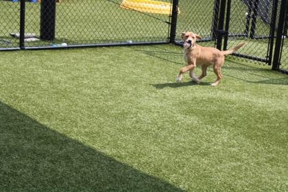 FLETCHER, a Adoptable mixed breed in Kenansville, NC image 1/2
