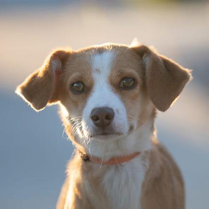 Happy, Adoptable, Young Female Welsh Springer Spaniel & Chihuahua.