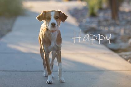 Enlarge Happy, a Adoptable mixed breed in Scottsdale, AZ image 2/2