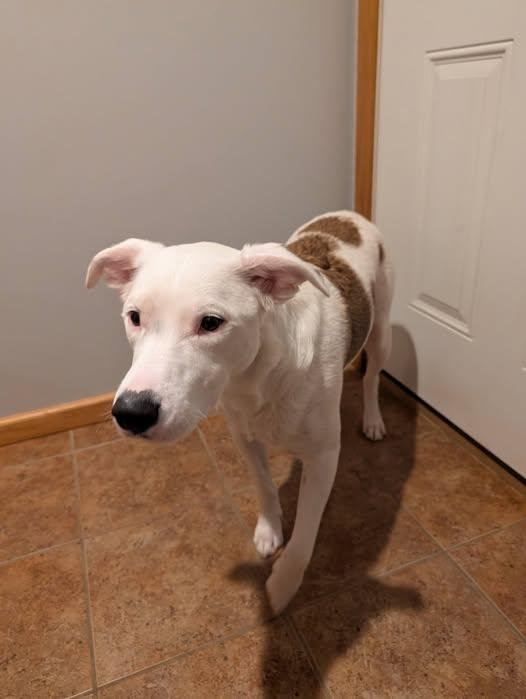 Athena, ADOPTABLE, Adult Female Pit Bull Terrier & Border Collie.