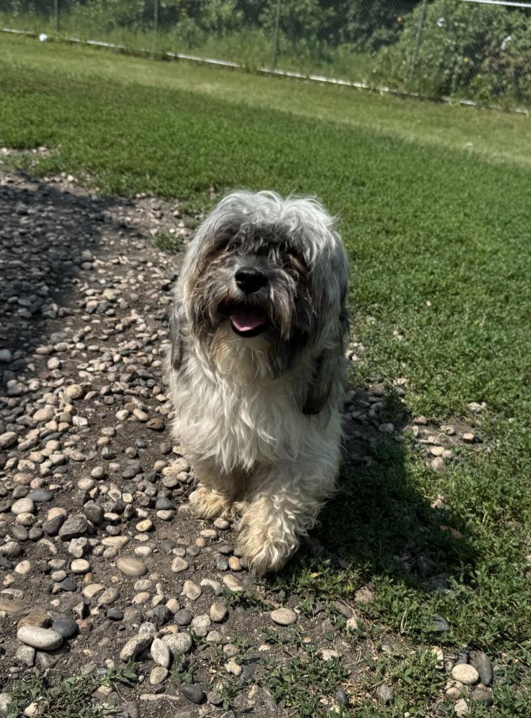 Bear, Adoptable, Adult Male Shih Tzu.
